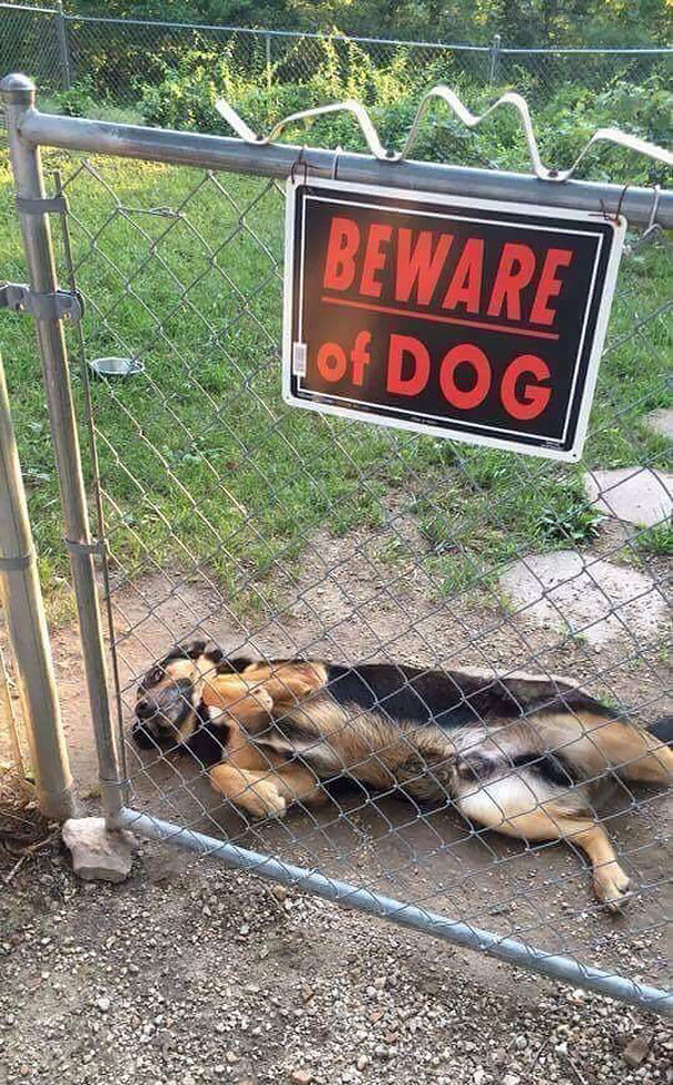 Осторожно! Злая собака!