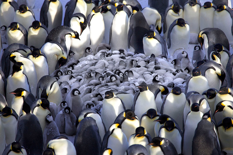 Пингвины при сильных холодах собираются в круг, внутри которого находятся птенцы. При этом каждое кольцо пингвинов примерно каждые 30 секунд совершают одновременное движение, шаг, в сторону. Затем так поступает следующее кольцо. Так сохраняется тепло