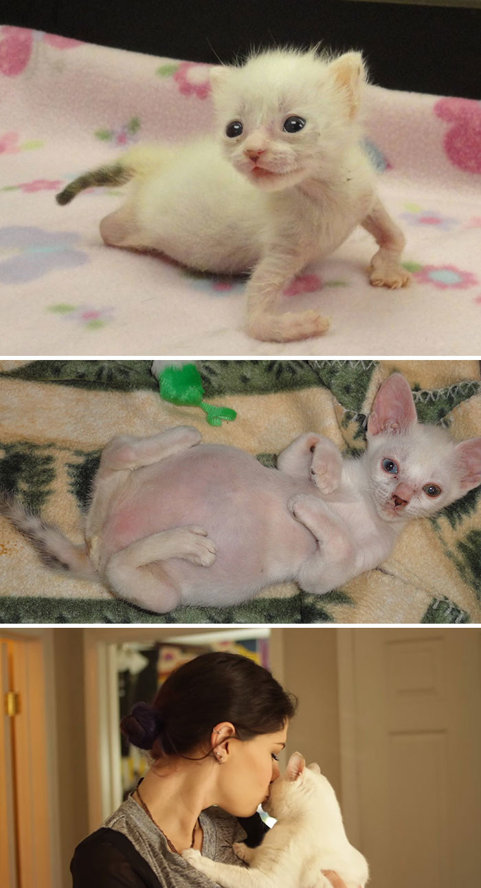 Котенок, родившийся с вывернутыми лапами, был брошен умирать, но новая хозяйка разглядела в нем совершенство
