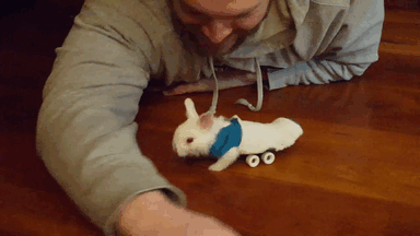 Для парализованного кролика сделали инвалидную коляску, и теперь он с удовольствием бегает!