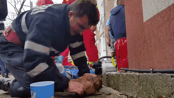 Румынский пожарный спас собаку, сделав ей искусственное дыхание