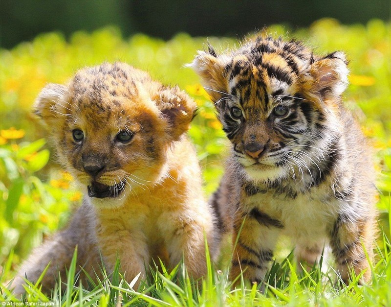 Лучшие друзья — тигренок и львенок из японского сафари-парка