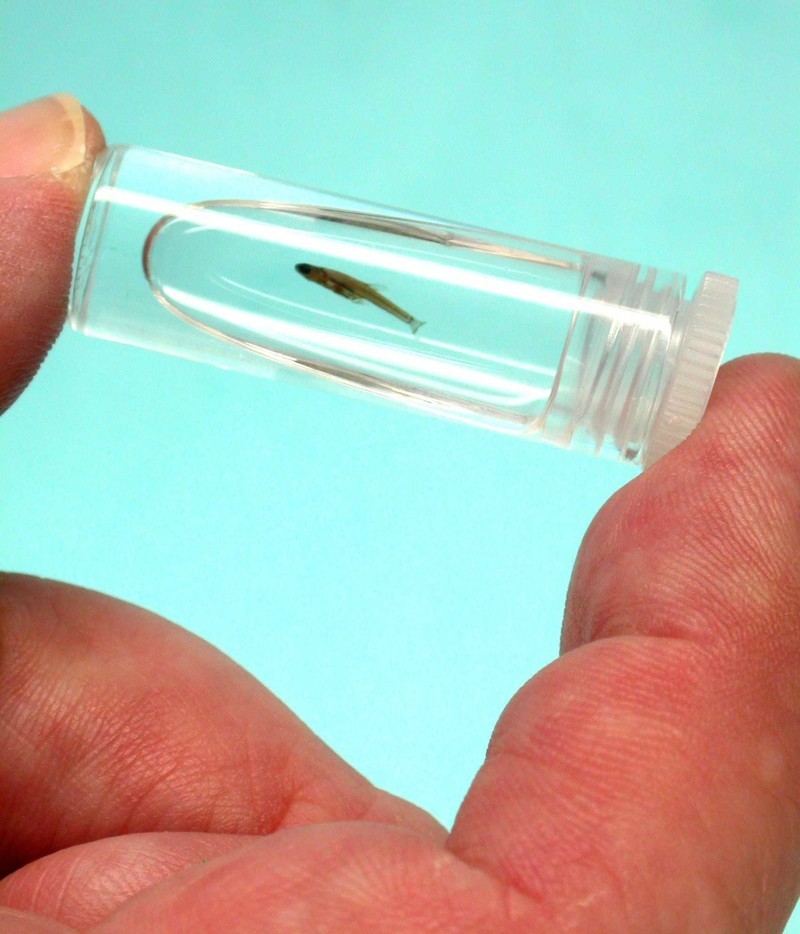 Самая крошечная рыбка в мире называется Paedocypris progenetica,и ее размер всего 8 мм.