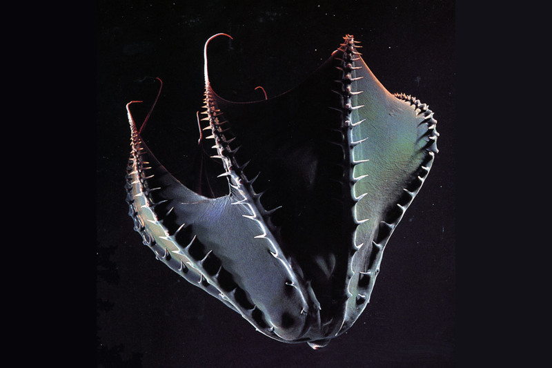 Моллюск Адский Вампир считается учеными самым загадочным существом планеты,ведь эти моллюски обитают на большой глубине,и встречались ученым всего пару раз!