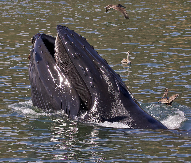 Вес языка голубого кита составляет примерно столько же, сколько вес среднестатистического слона.