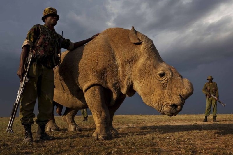 На Земле всего около 3 уникальных белых носорогов. Каждый из них охраняется!