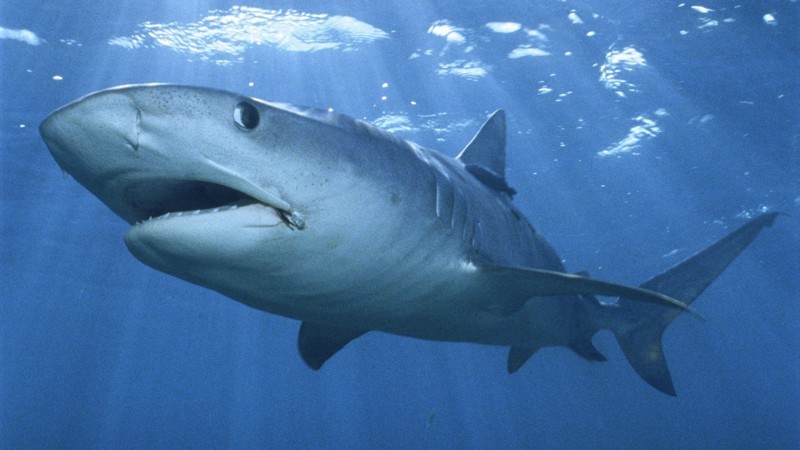 Одни из живых существ на Земле, которые вовсе не болеют – акулы