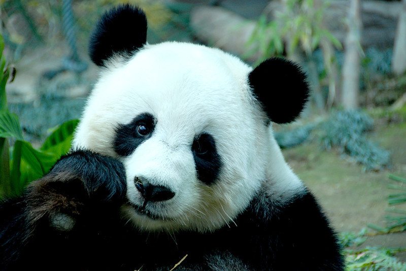 Убийство панды в Китае наказуемо смертной казнью.