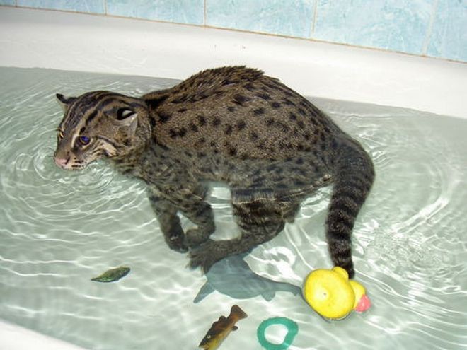 Виверровые коты-рыболовы 