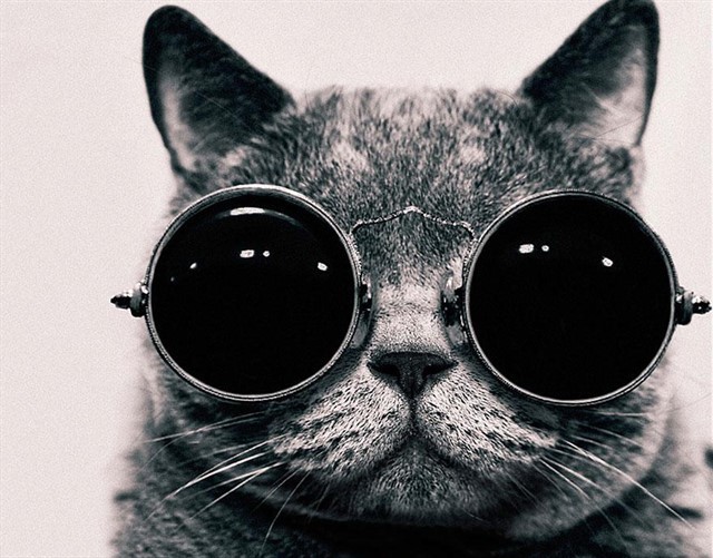 20. Бинокулярное зрение у кошек