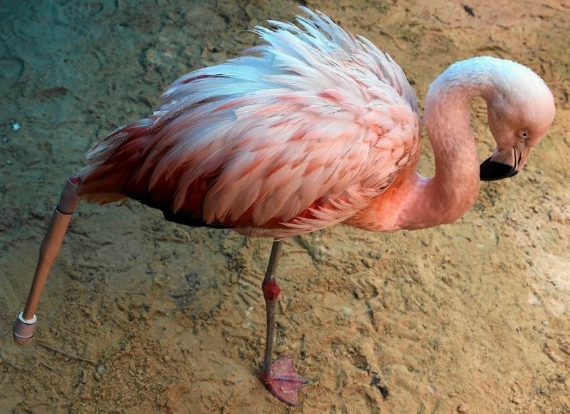 Фламинго ампутировали ногу из-за перелома, осложненного инфекцией. И сделали новый протез. Птица жива и  счастлива