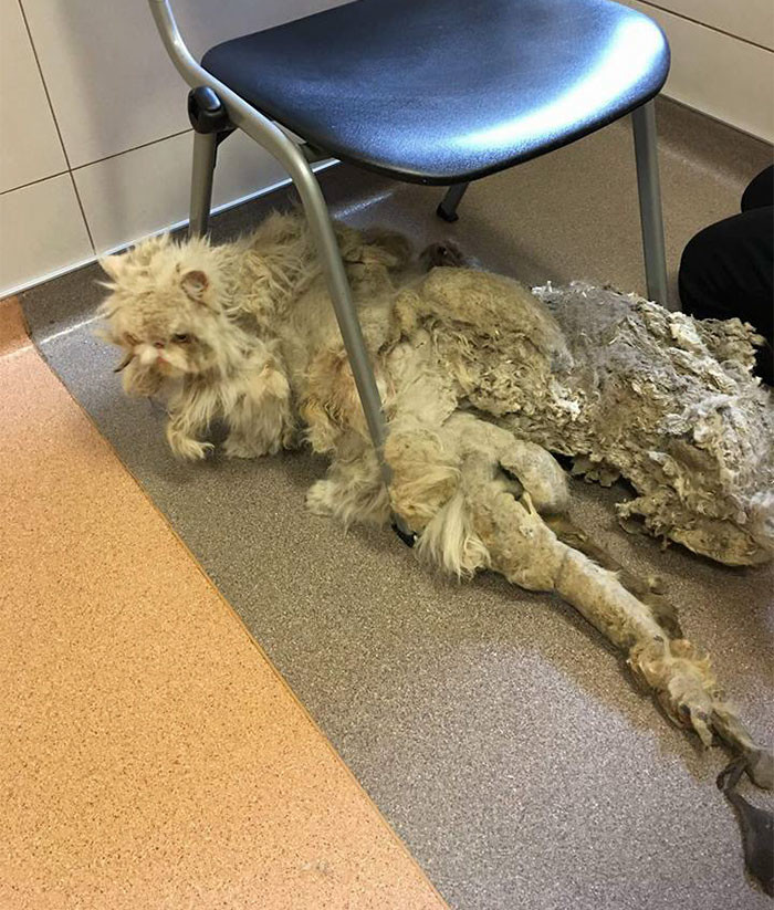 Критическое состояние кота заметил сотрудник жилищной службы, он и отвез бедолагу в приют 