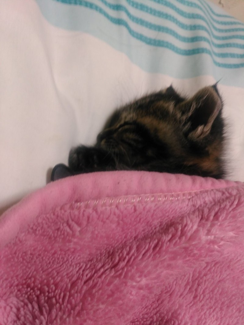 Уютные котики спят в кроватях как люди. Лучший флешмоб из Японии