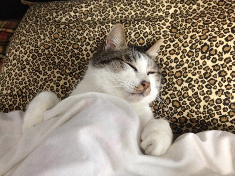 Уютные котики спят в кроватях как люди. Лучший флешмоб из Японии
