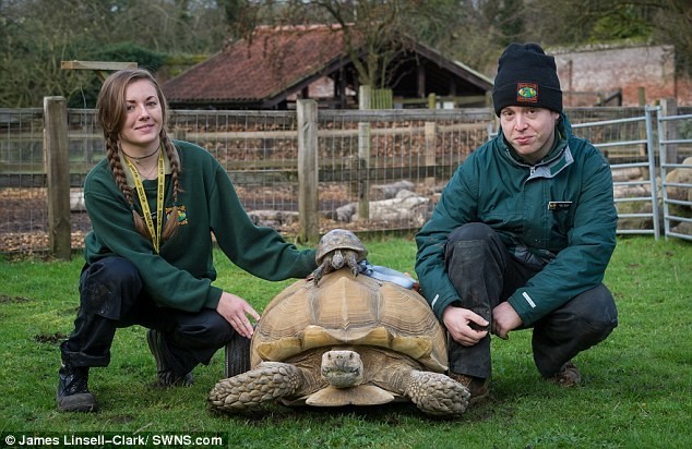 Самец черепахи стал инвалидом после 2-месячного секс-марафона