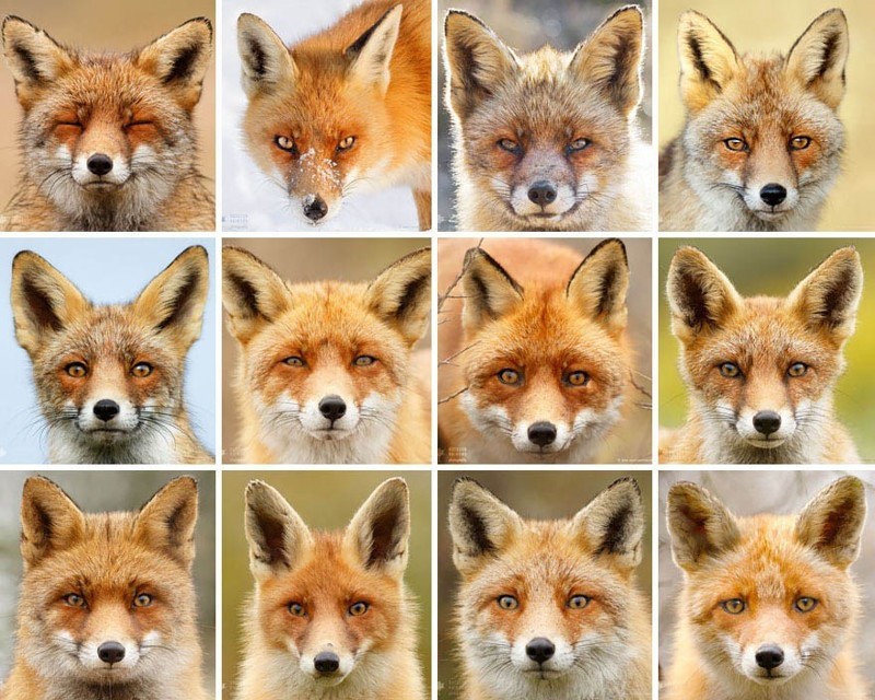 Фотограф своими работами доказывает, что каждая лисица — это личность
