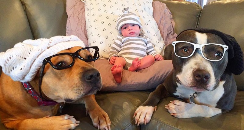 4 собаки и кошка, ухаживающие за новорождённым, растрогали пользователей интернета