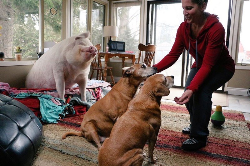 В доме у канадцев живёт свинья. Очень счастливая свинья