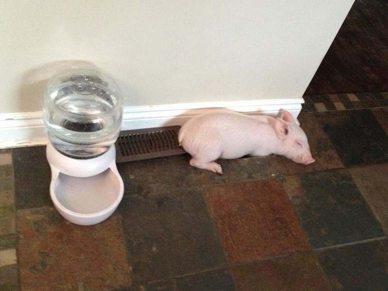 В доме у канадцев живёт свинья. Очень счастливая свинья