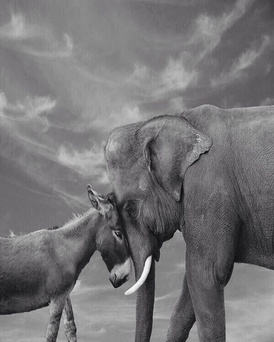 Слон — очень аккуратный зверь, ты слухам про него не верь