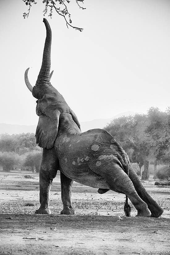 На планете в разное время существовало около 40 видов слонов. Были даже и совсем маленькие, не более 1 метра в высоту.