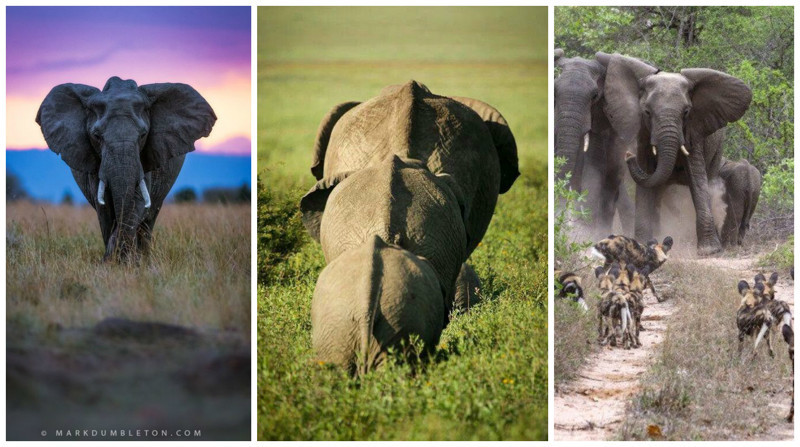 Самый крупный из известных слонов - слон Джамбо. Его высота достигала 4 метров. А самый тяжелый - слон, пойманный в Африке - его вес составил 12,24 тонны