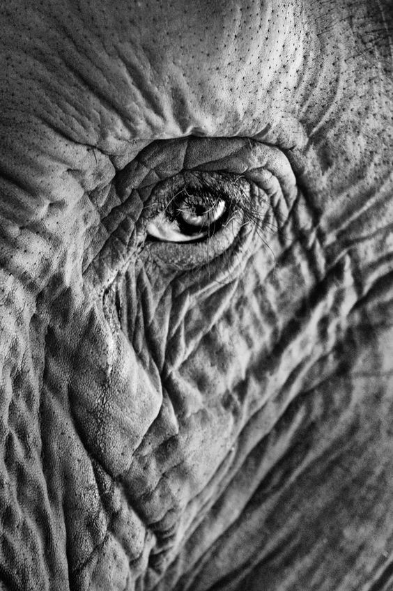 Аристотель писал: «Слон – животное, которое превосходит всех других в остроумии и интеллекте». 