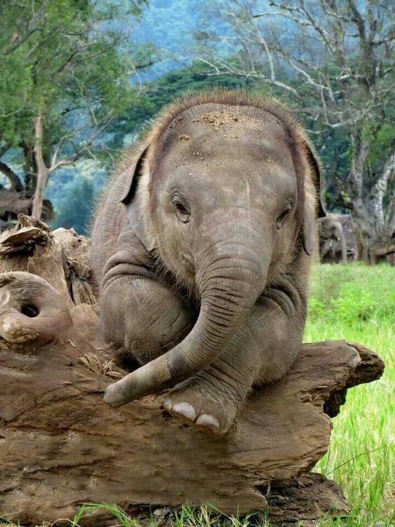 Вопреки распространённому мифу, слоны не боятся мышей