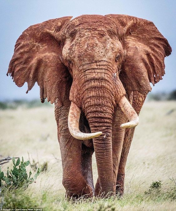 Официально подтверждены гомосексуальные отношения между слонами, в отличие от самок, способных к зачатию лишь раз в год, самцы увлекаются этим на протяжении всего года.   