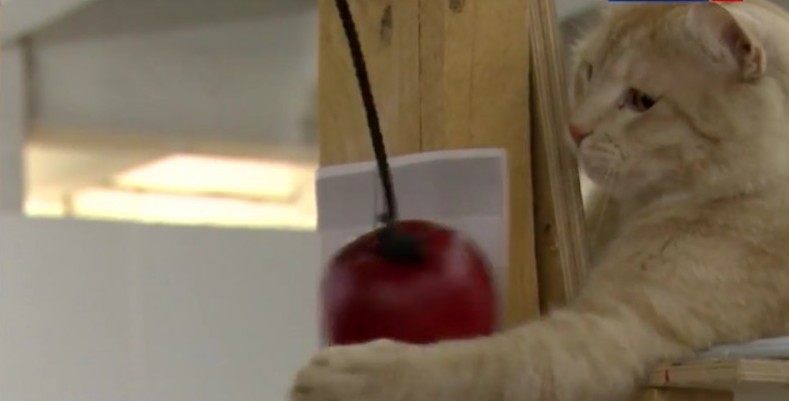 В Краснодаре организовали выставку искусства для котиков