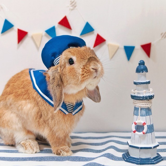 PuiPui — самый стильный кролик в мире