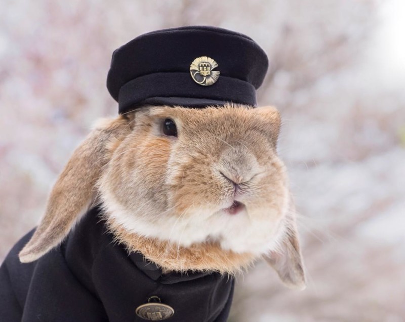 PuiPui — самый стильный кролик в мире