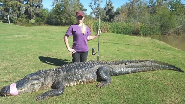 Кристи поймала этого гигантского аллигатора на поле для гольфа