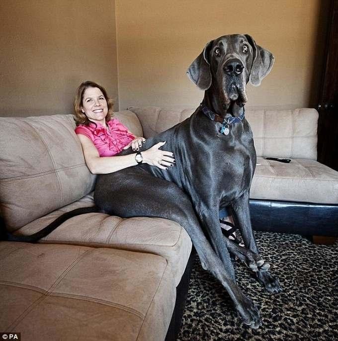 Самая большая собака в мире