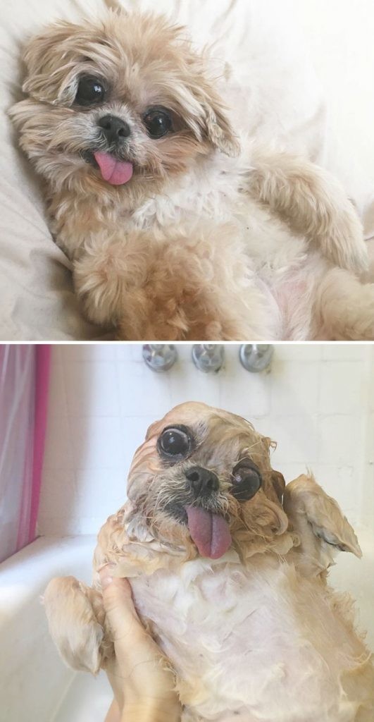 27 смешных собак, сфотографированных до и после принятия ванны