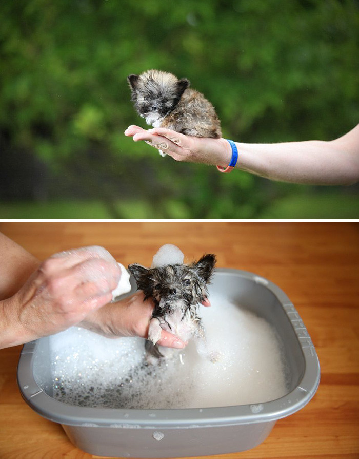 27 смешных собак, сфотографированных до и после принятия ванны