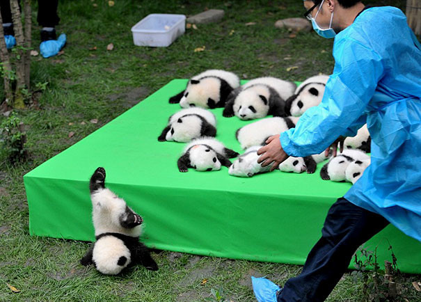 24. Падение маленькой панды