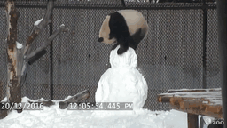 14. Панда против снеговика