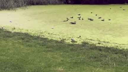 2. Просто ряска так похожа на траву...