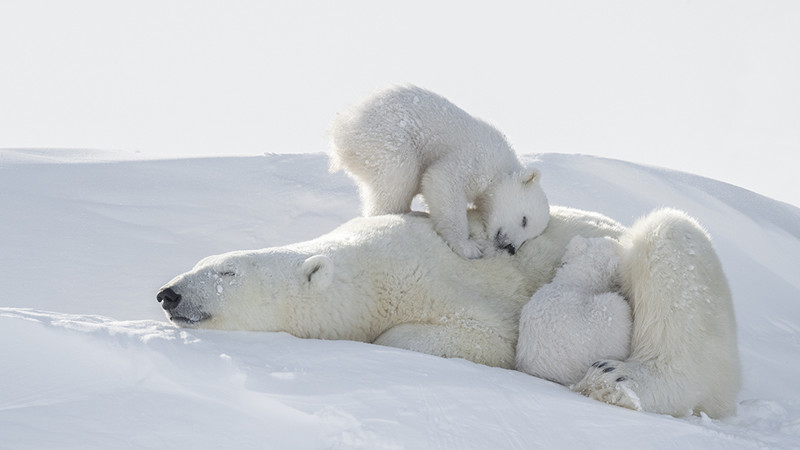 Чтобы сделать эти фотографии с полярными медведями, потребовалось 117 часов ожиданий в 50-градусный мороз