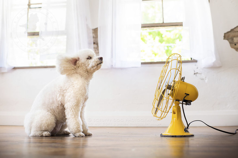 Вентиляторы стали необычным реквизитом для съёмки собак