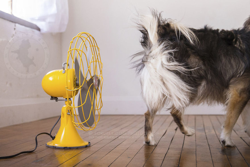 Вентиляторы стали необычным реквизитом для съёмки собак