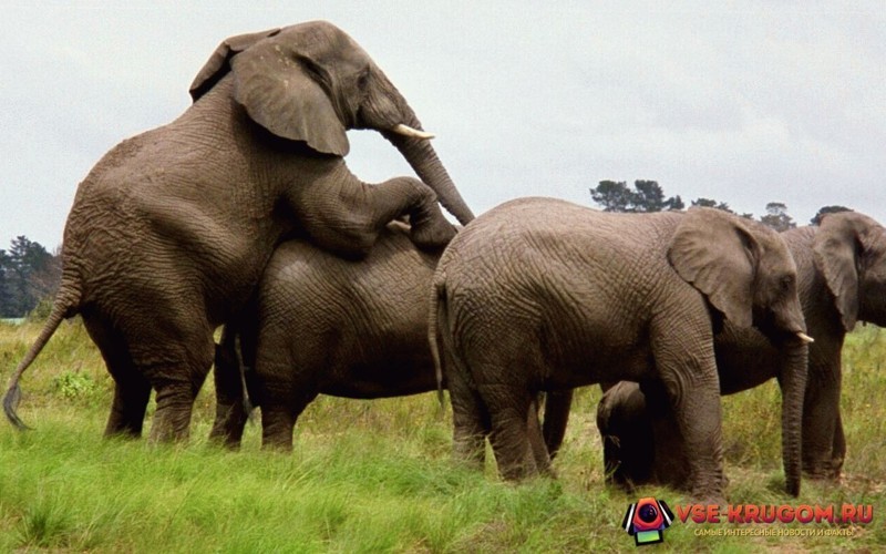 Сексуальная ориентация слонов