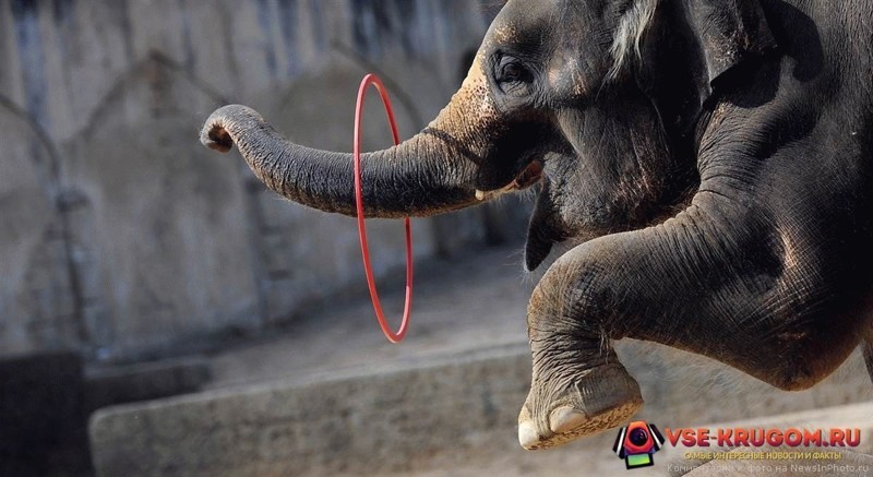 Слоны очень умны