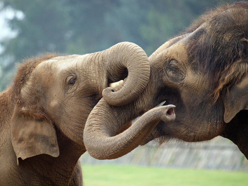 Некоторые интересные факты о слонах