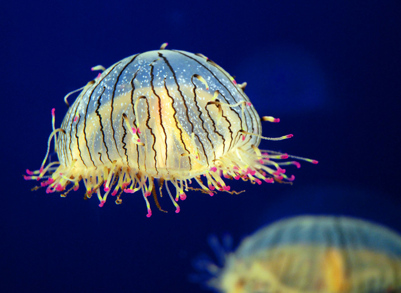 Медуза Цветочная Шляпка