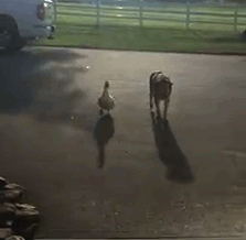 С тех пор эти двое неразлучны — утка следует за Джорджем всюду, куда бы тот не пошёл!