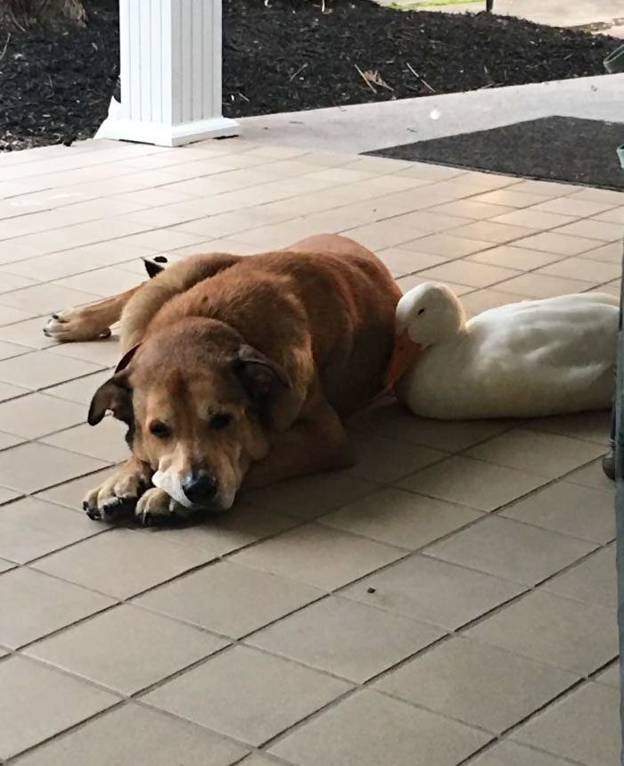Утка прижалась к собаке с разбитым сердцем, когда та лежала на крыльце своего дома в Теннесси   