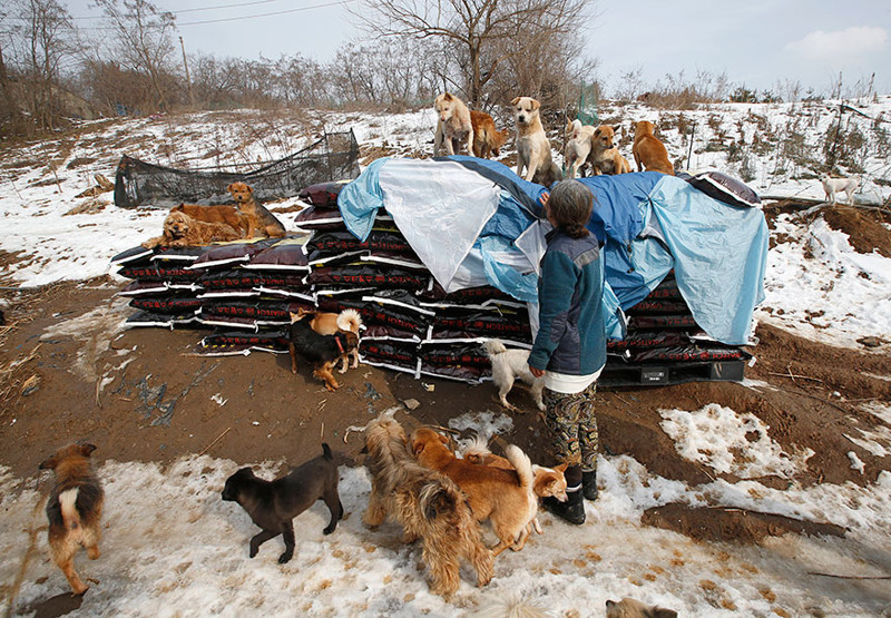 Эта южнокорейская женщина спасла 200 собак от смерти и теперь содержит их