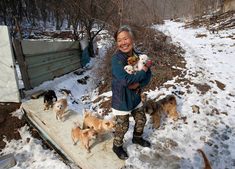 Эта южнокорейская женщина спасла 200 собак от смерти и теперь содержит их